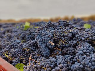 Propriété  Polígono 6 parcela 379. Terreno de cultivo de viñas en venta en algueña
