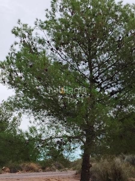 Foto 9c43a407-4d98-49fa-9aed-46568c2c2298. Maison dans los llanos Totana dans Totana