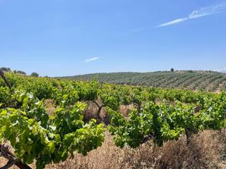 Finca rústica a Mollina. Finca rústica de olivos, viña y calma con nave de 500m2