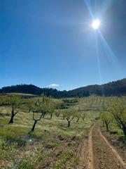 Finca rústica en N/a. Finca en la sierra de almenara