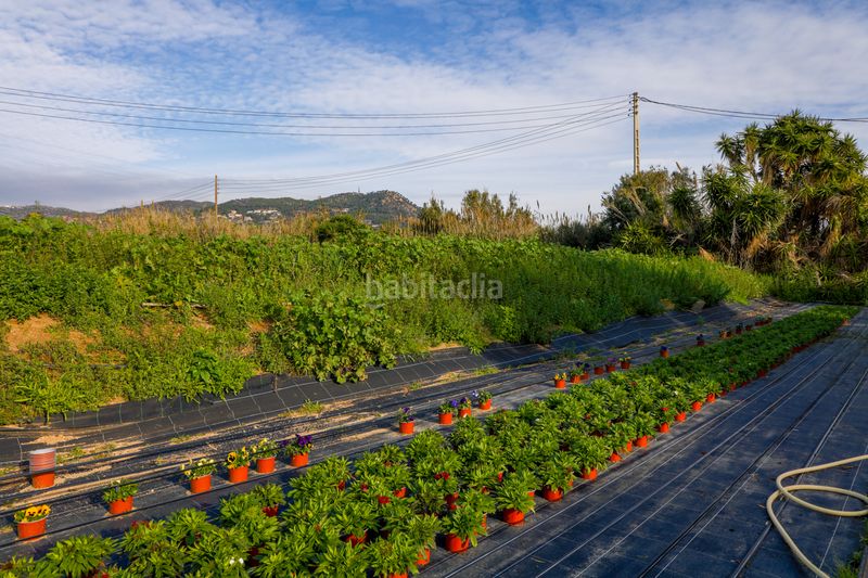 Foto e5d21709-8913-4636-b593-806178f36ac6. Finca rústica en Zona Industrial i Agrícola Vilassar de Mar