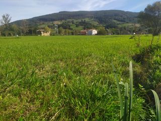 Finca rústica a Santa María de Cayón. Estupenda finca rustica de 2237 m2 ,no edificable,para disfrutar