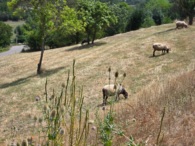 Foto 5c433d96-aeae-46b7-9858-8cd59f522034. Finca rústica a Cabezón de Liébana