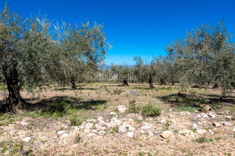 Foto b646aa9c-2194-4635-8591-32de2cbe6250. Residential plot in Pinos de Alhaurín Alhaurín de la Torre