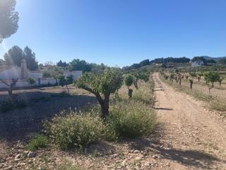Finca rústica  Avinguda de la constitució. Parcela rústica en castalla