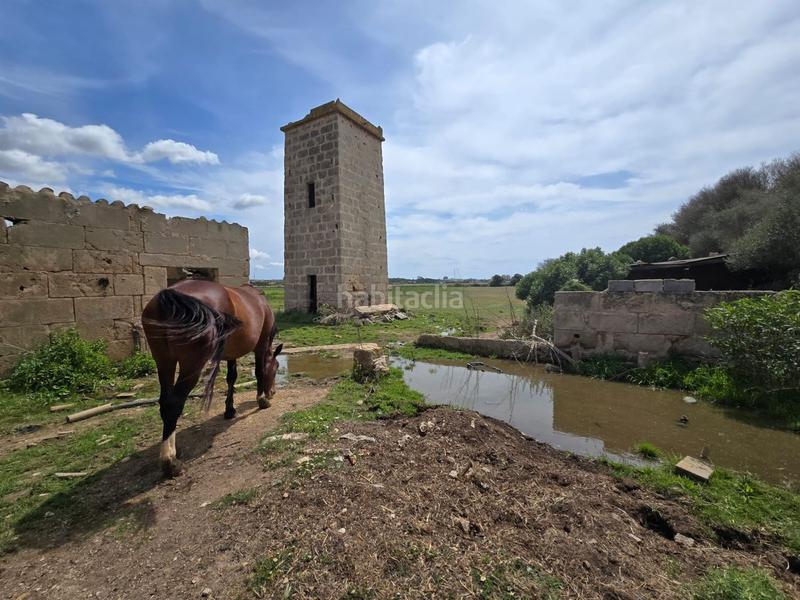 Foto 2920a72a-5d1f-4730-87fc-979e681b5fac. Bauernhof in Son Gual Palma de Mallorca