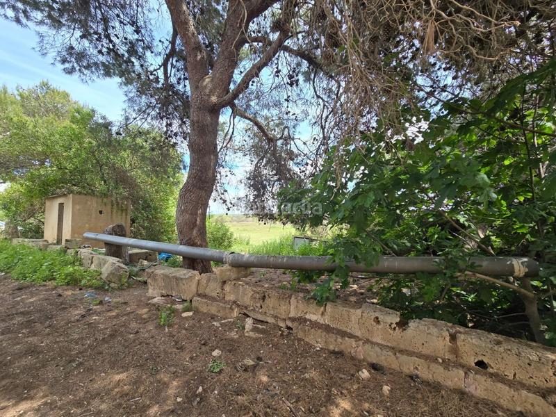 Foto 7d069939-4c1b-4a49-a358-cda9e5e6e050. Bauernhof in Son Gual Palma de Mallorca