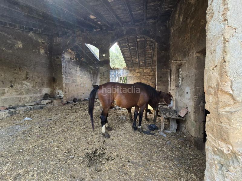 Foto ddcf277e-650f-47d6-8286-c49d49a16e9b. Bauernhof in Son Gual Palma de Mallorca