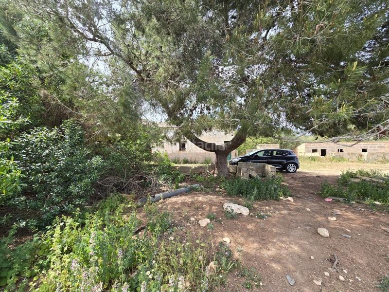 Foto f4e41dd0-b5ce-46d9-bcdf-f4124a572e96. Bauernhof in Son Gual Palma de Mallorca