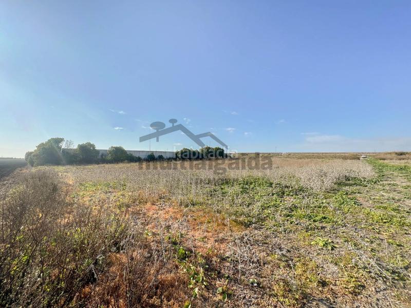 Foto fce9f4e5-fa3a-47d9-a948-e7342b6214f2. Finca rústica a Ctra Jerez-Ctra del Puerto Sanlúcar de Barrameda