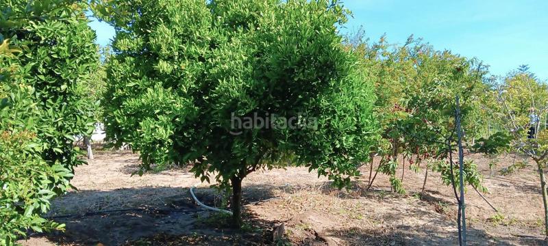 Foto c7a88d68-28e4-4e71-a9a3-6d4f029edde8. Terreny residencial a Centro-Calzada-Cabo Noval Sanlúcar de Barrameda