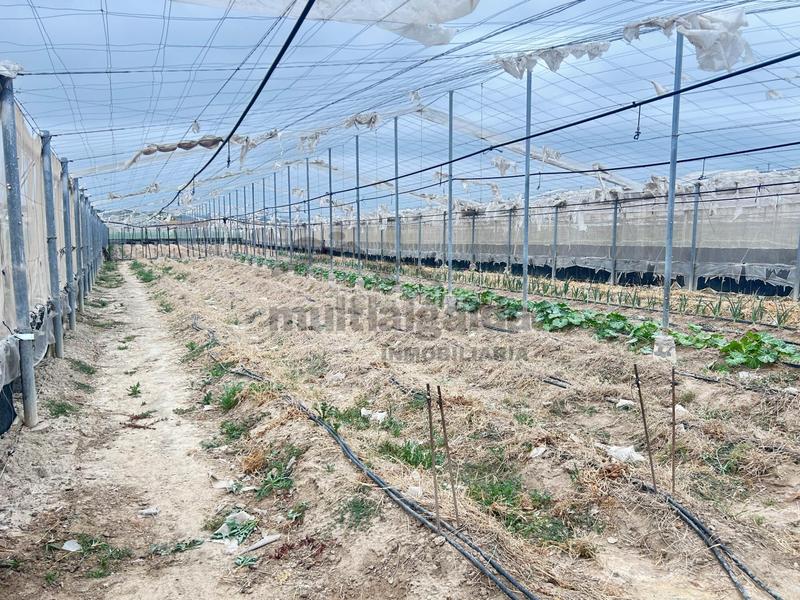 Foto e41c572c-0f22-49bf-a1e6-f19c13639538. Finca rústica  en av. rota en Ayuntamiento-Barrio Alto Sanlúcar de Barrameda
