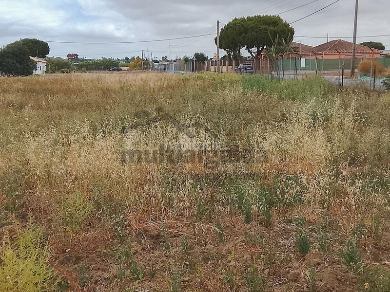 Foto 17c8803e-00a2-4ebb-8538-053d7736554c. Finca rústica a Chipiona norte Chipiona