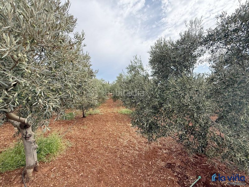 Foto e1d371eb-a0db-44ac-95a9-c826bea4528e. Finca rústica a Bobadilla - Bobadilla Estación - La Joya Antequera