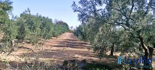 Finca rústica a Bobadilla - Bobadilla Estación - La Joya. Ref. 050724813 se vende finca rustica con envasadora de aceite e