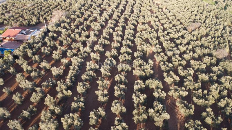 Foto 8bb47771-664f-4dcc-8bee-b9130b24f06a. Rural plot in Cueva de Menga Antequera