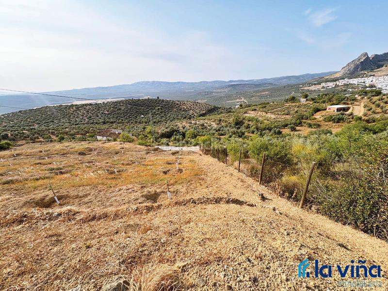 Foto 48449dbd-741b-41bf-85bf-0c161719880d. Rural plot in Centro Antequera