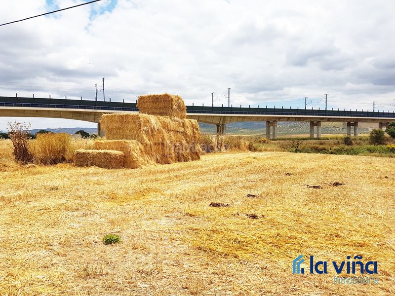 Foto e65dffab-b1f0-442f-a15e-2890746b7167. Finca rústica a Zona de la Vega Antequera