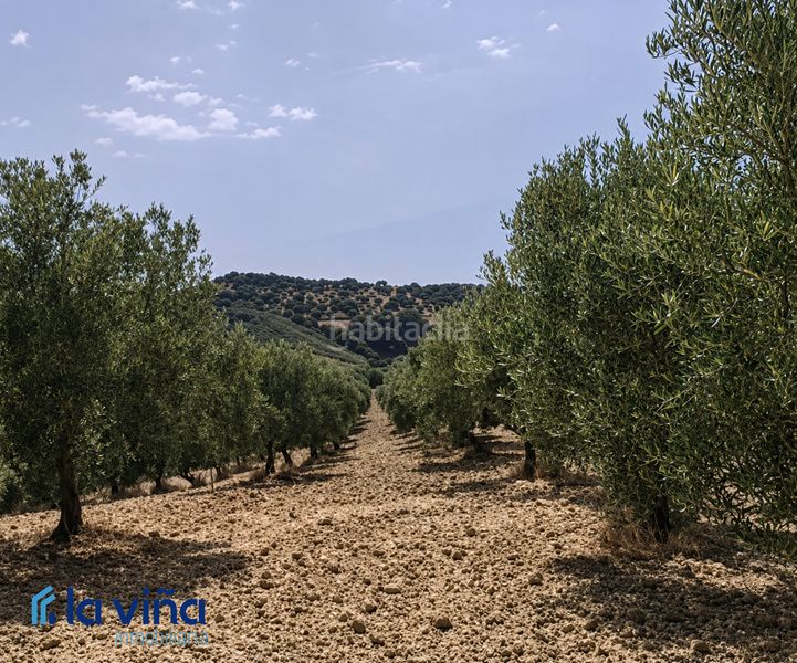 Foto 8dd76002-17dd-49a9-92d5-6acd07424f96. Propriété dans Olvera