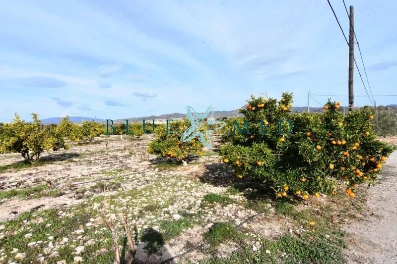 Foto 18f80530-b2d8-4837-8944-dcd575db3819. Casa finca con casa grande, parcela y arboles frutales en Mazarrón