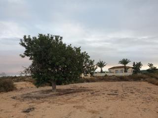 Finca rústica a La Marina. Terreno en el molar  zona la marina