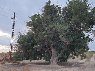 Finca rústica a La Marina. Terreno en el molar  zona la marina