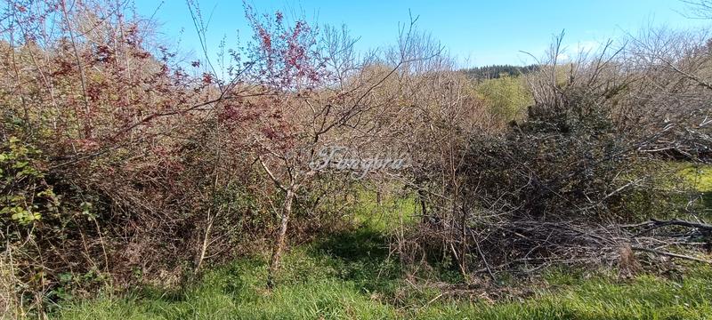 Foto 51304db4-4dc0-479f-9402-5bcc1fdfd5ff. Masia a Morga