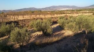 Terreny residencial  Avinguda de la constitució. En venta,  finca rústica de 38 000  m² urbanizable  en  castalla