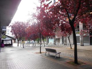 Local Comercial  Elexalde etorbidea