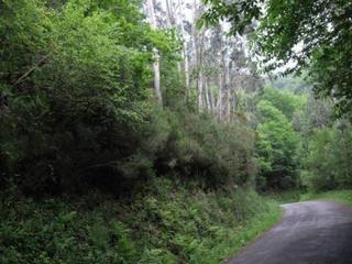Propriété à Valdés. Monte con pino, eucalipto, roble y castaño en valdes