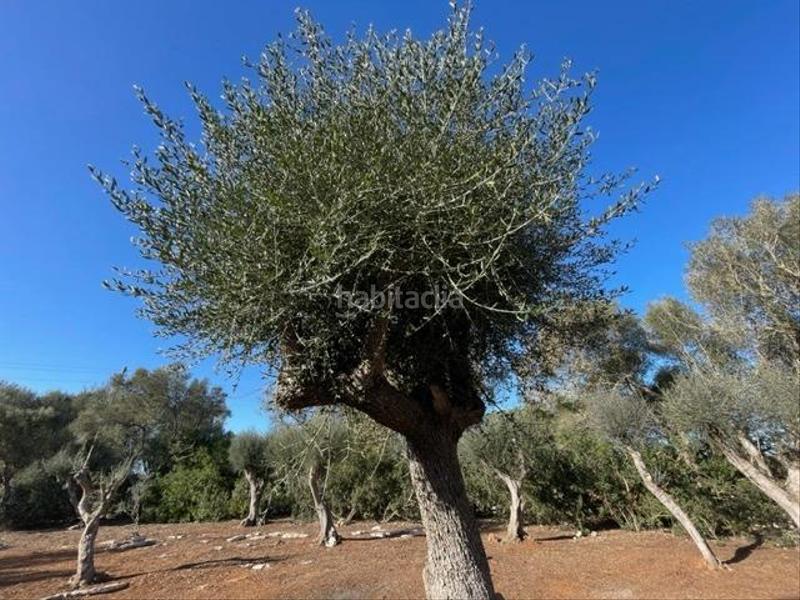 Foto b214e94c-791f-4627-a9bb-034741e5514a. Fondo rustico in Felanitx poble Felanitx
