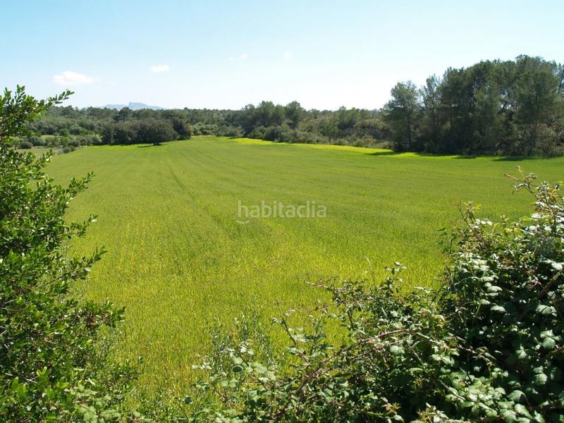 Foto 218f7cfb-e60c-44d0-ba3b-aa788955a08c. Propriété dans Santa Margalida poble Santa Margalida