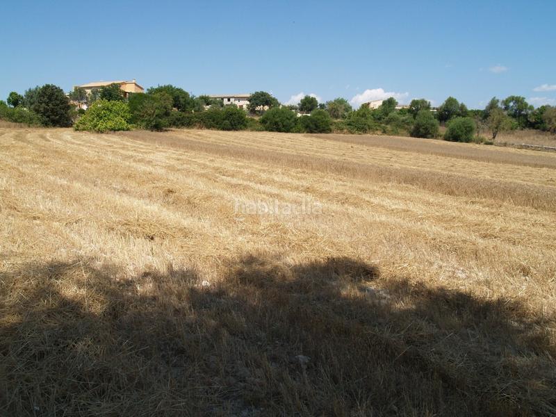 Foto 484eec7f-fc1c-4f5d-aa42-729fc4e44c63. Propriété dans Santa Margalida poble Santa Margalida