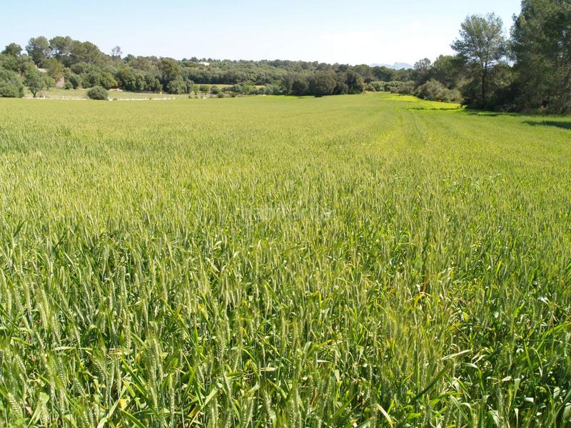 Foto 4a3476de-8bc8-431e-93cd-767270f4e494. Propriété dans Santa Margalida poble Santa Margalida