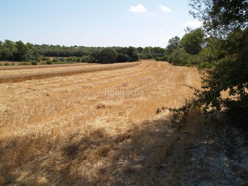 Foto 590d218d-2865-4050-a25f-aa24574b2a44. Propriété dans Santa Margalida poble Santa Margalida