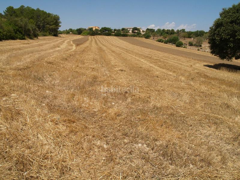 Foto 71053117-7650-43f5-85f3-4e7de6dd6903. Propriété dans Santa Margalida poble Santa Margalida