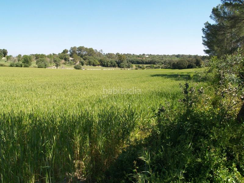 Foto 918aa795-c0fc-471d-ab33-cdbbeeefed64. Propriété dans Santa Margalida poble Santa Margalida