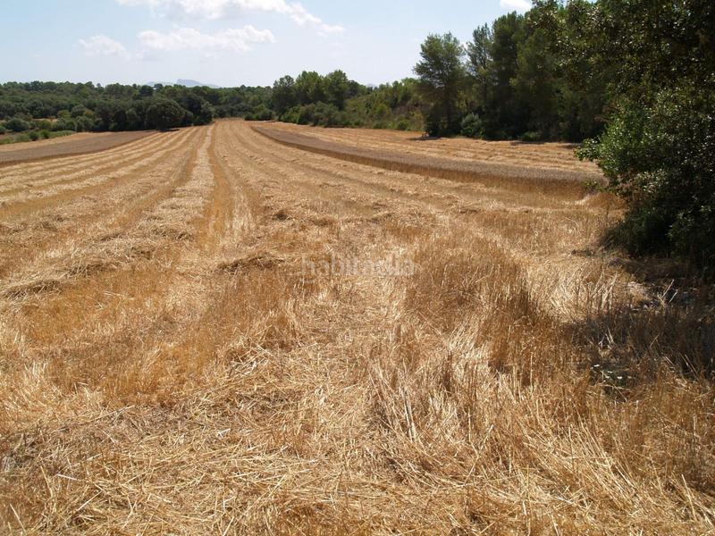 Foto a2b36f75-c3b7-4091-a3c6-8f47ef60b8c0. Propriété dans Santa Margalida poble Santa Margalida