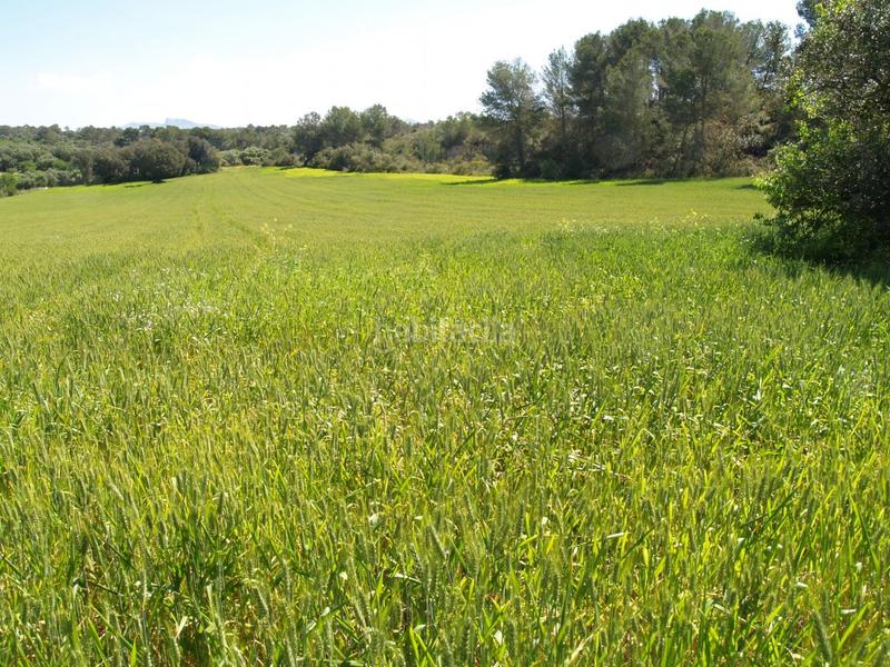 Foto b3fee5cd-01d0-4d16-a7cb-1cc7b5bf61b2. Propriété dans Santa Margalida poble Santa Margalida