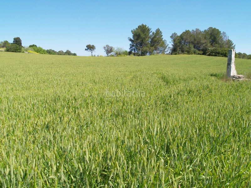 Foto b8d786f1-bfe6-4098-9683-77b1f4cbe217. Propriété dans Santa Margalida poble Santa Margalida