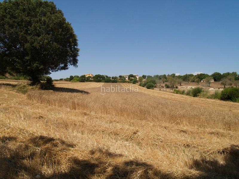 Foto b99b0bc6-6985-4710-98f0-edcba5f5d04f. Propriété dans Santa Margalida poble Santa Margalida