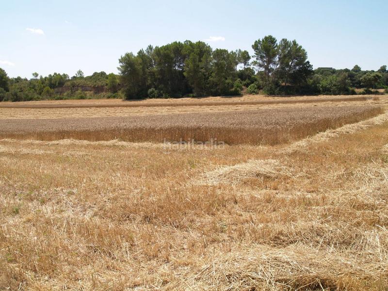 Foto c43ea7b5-dfbe-4393-b773-52f908c6854b. Propriété dans Santa Margalida poble Santa Margalida