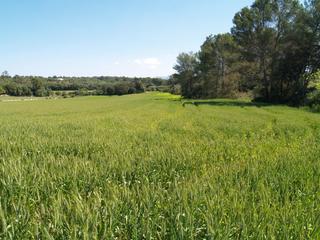Rural plot in Santa Margalida Poble. Terreno rural para construir en santa margalida, mallorca