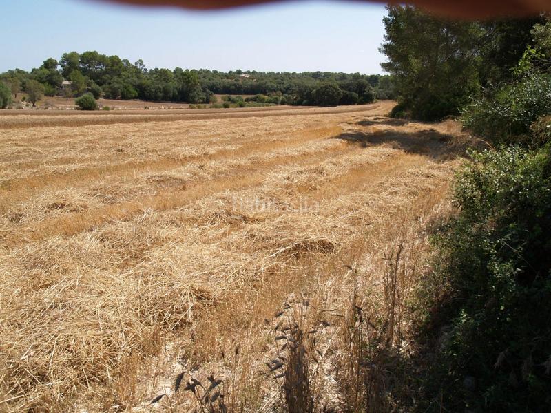 Foto fa174c98-3c0c-421a-a14f-ebec6fc48f72. Propriété dans Santa Margalida poble Santa Margalida