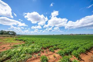 Mas à Sa Casa Blanca. Finca tradicional con potencial agrícola y energético en el ento