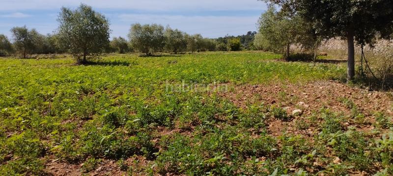 Foto 4e3f149f-766c-4f8f-a09b-485199023050. Terreny residencial a Manacor centre Manacor