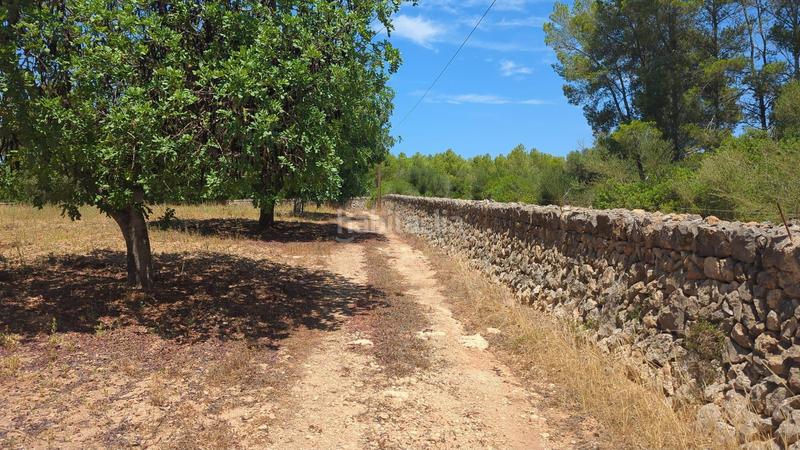 Foto 6544d53e-402e-47f8-a96a-b0cd17602511. Terreny residencial a Manacor centre Manacor