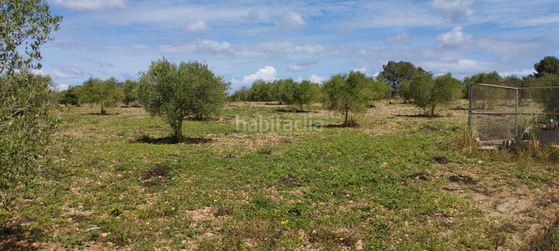 Foto faea0882-bfc6-4e8a-ac19-25461d75196a. Terreny residencial a Manacor centre Manacor