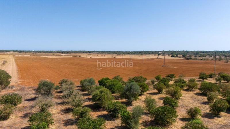 Foto 0b83f681-5fb5-48aa-976c-457fee51ede4. Masia amb aparcament piscina a Es Llombards Santanyí