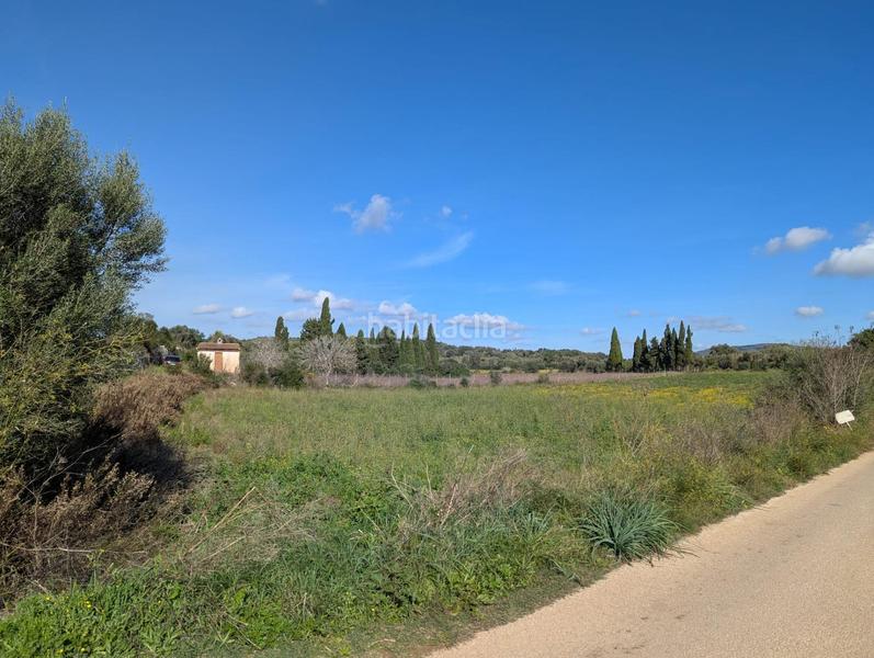 Foto 3a2a9fc0-514f-4910-bcc5-92a60f19bb0e. Terreno residenziale in Manacor centre Manacor